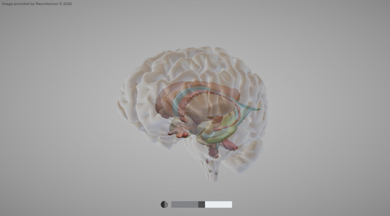 How To Use The 3D Brain Atlas Neurotorium