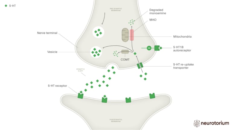 This image illustrates The Normal Process of 5 HT Synaptic Activity