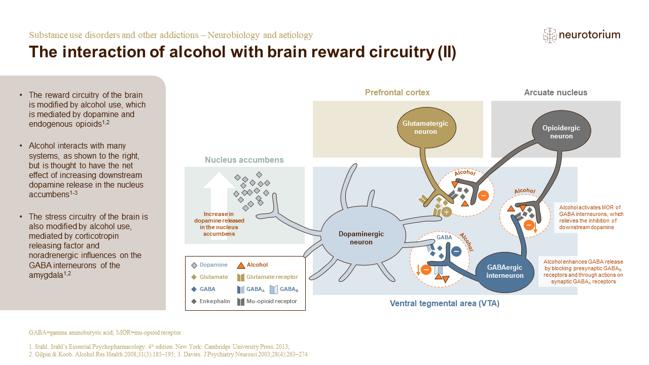 Alcohol interacts with neurons within the ventral tegmental area in several ways, causing the release of endogenous opioids