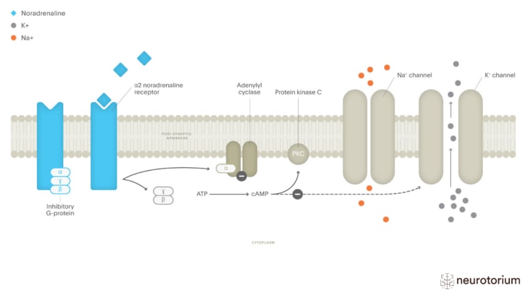 This image illustrates the Consequences of Noradrenaline on Intracellular Activity