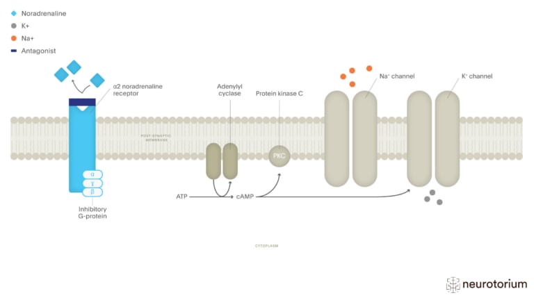This image illustrates the Effects of a Noradrenaline Antagonist
