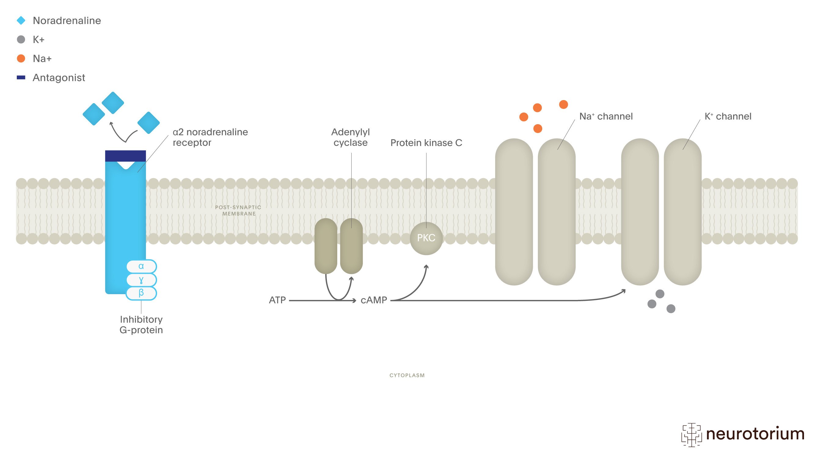 This image illustrates the Effects of a Noradrenaline Antagonist