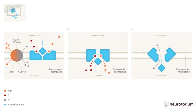 This image illustrates the mechanism of action of noradrenaline transporter