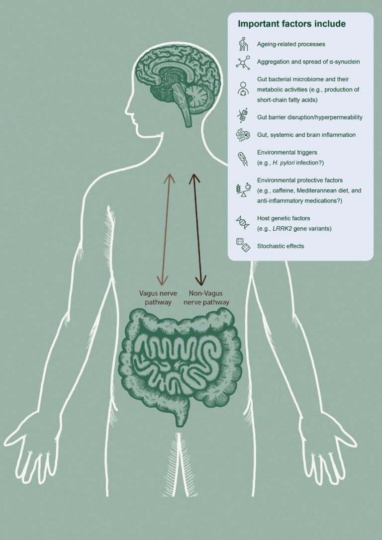 This figure illustrates theBidirectional interplay between the brain and the gut includes the vagus nerve pathway, and non-vagus nerve pathways such as the bloodstream (PD)