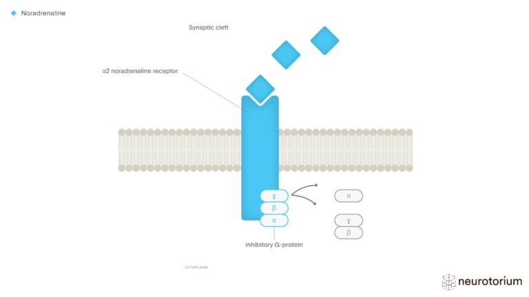 This image illustrates the Noradrenaline A2 Adrenergic Receptor