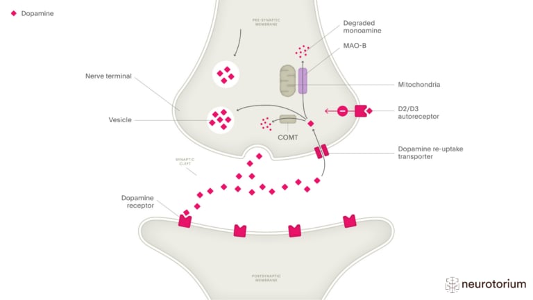 This image illustrates Synaptic Dopamine Reuptake and Degradation