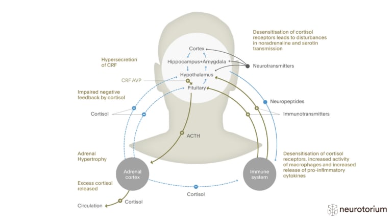 This image illustrates Hypothalamic Pituitary Adrenal (HPA) Axis in Depression