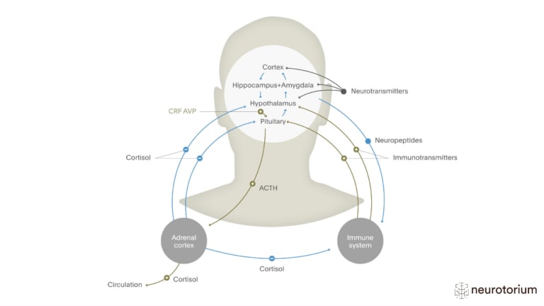 This image illustrates The Hypothalamic Pituitary Adrenal (HPA) Axis