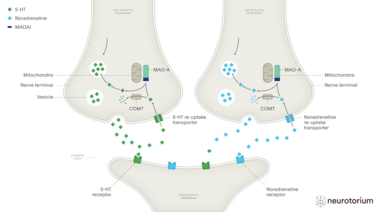 This image illustrates Monoamine Oxidase A Inhibitors