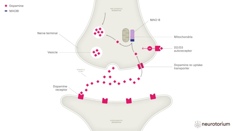 This image illustrates the mechanism of action of Monoamine Oxidase B Inhibitors