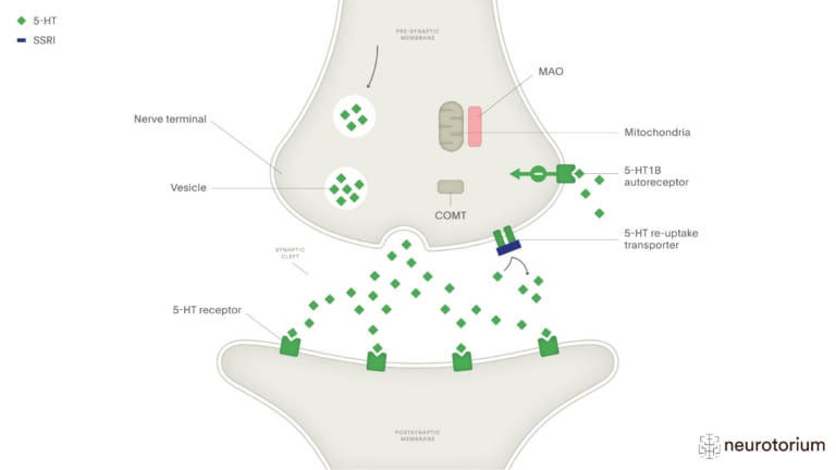 This image illustrates the mechanism of action of Selective Serotonin Re-Uptake Inhibitors (SSRIs)