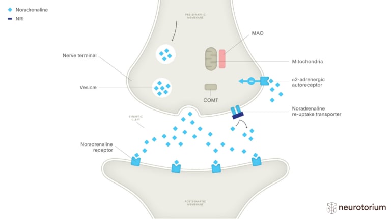 This picture illustrates Specific Noradrenaline Re-Uptake Inhibitors