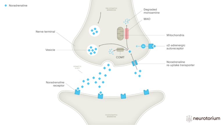 This image illustrates The Normal Process of Noradrenaline Synaptic Activity