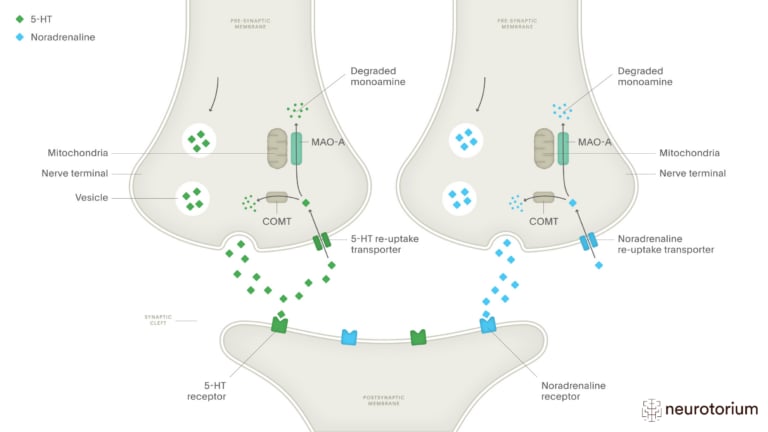 This image illustrates the Serotonin and Noradrenaline Synaptic Activity
