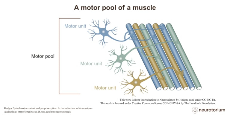 Diagram of a motor pool of a muscle