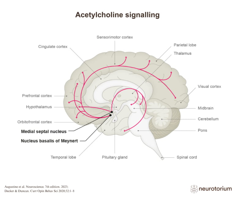 Acetylcholine signalling in the human brain, sagittal section