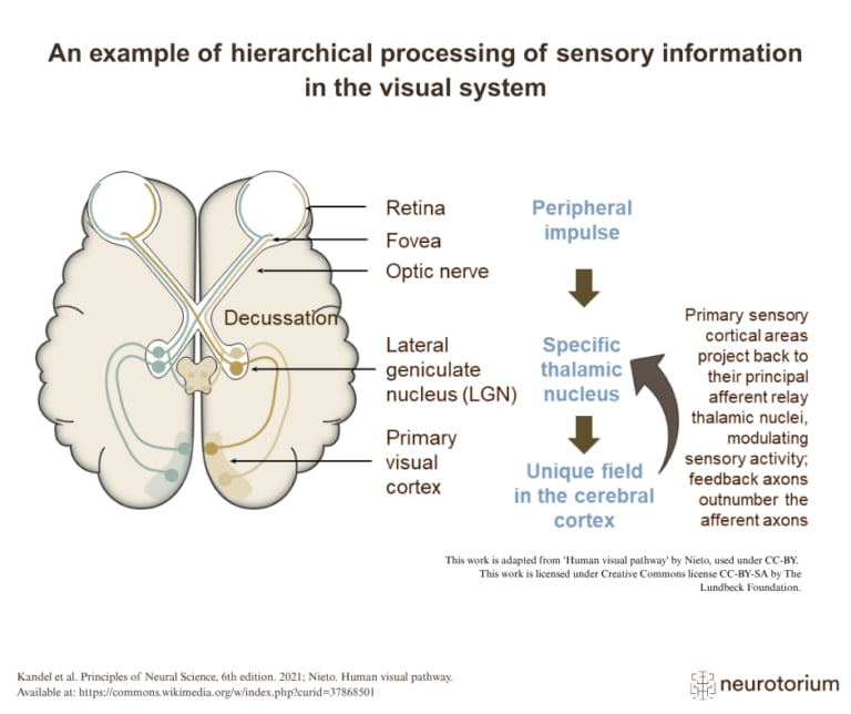 Image showing hierarchical processing of visual information