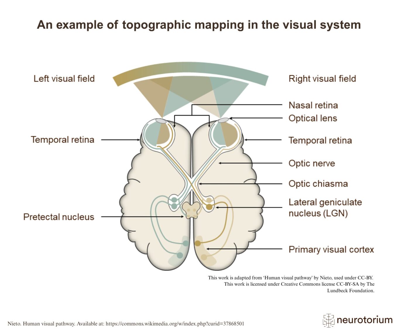An example of topographic mapping in the visual system