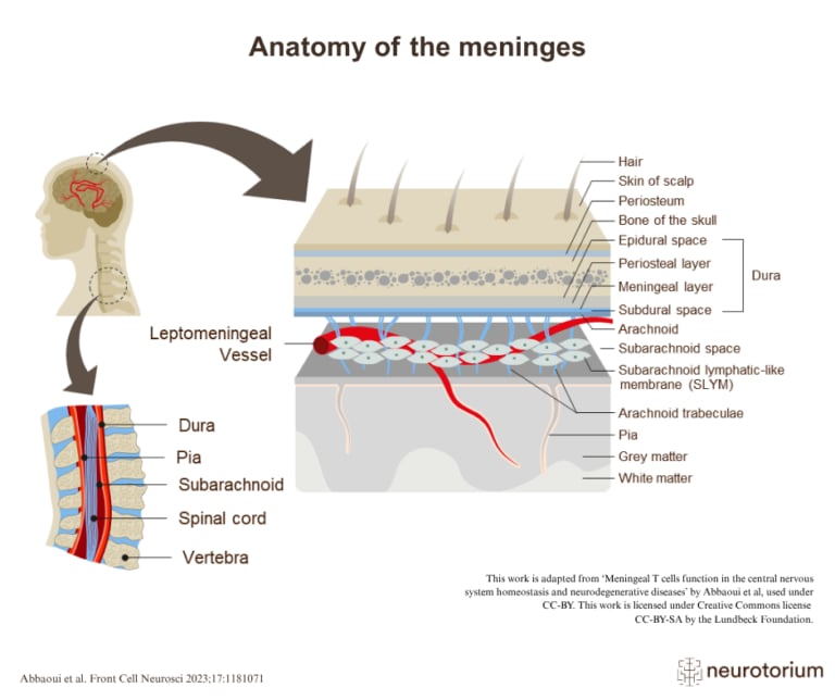 Anatomy of the meninges of the human brain diagram