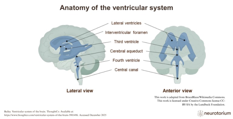 Diagram showing the anatomy of the brain’s ventricular system in lateral and anterior views