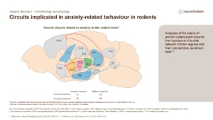 Circuits implicated in anxiety-related behaviour in rodents