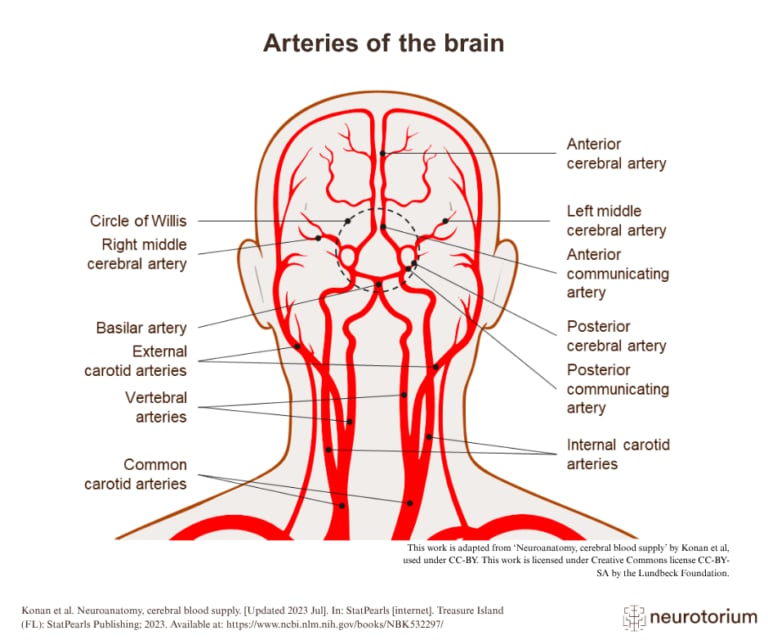 Arteries of the human brain