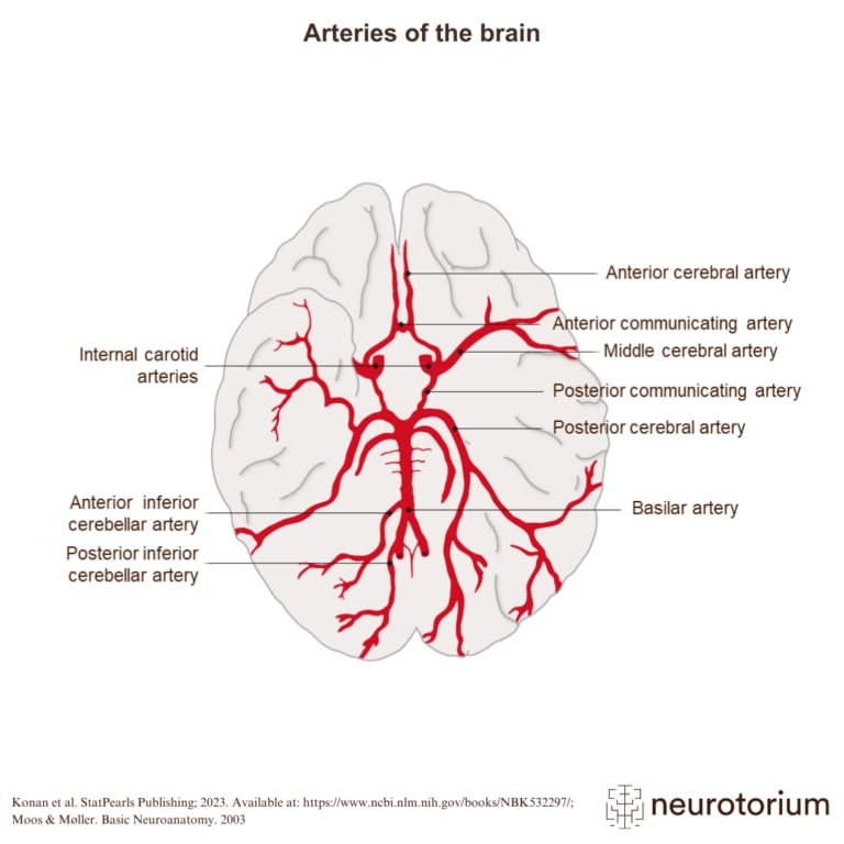The image shows how the blood supply of the brain is arranged.