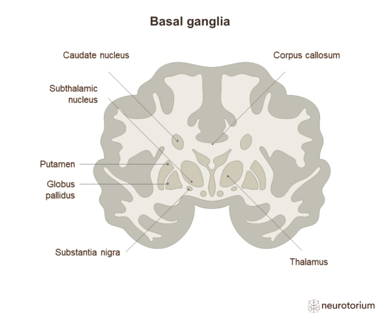 Image of the brain highlighting major basal ganglia structures