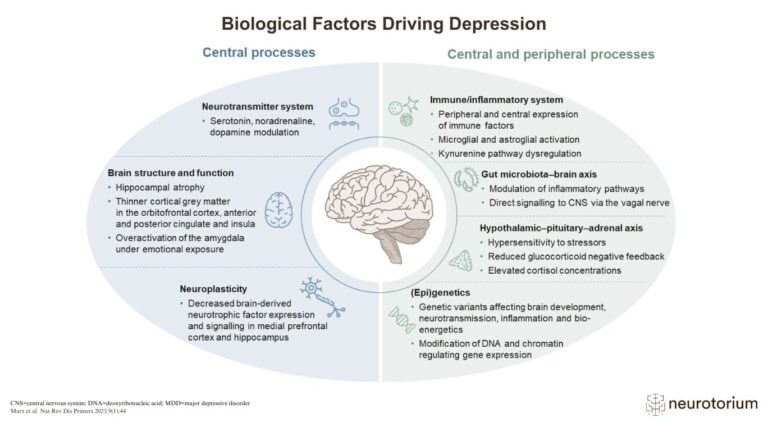 Infographic showing central and peripheral biological systems contributing to depression, including neurotransmitters, brain structure, immune response, and gut-brain axis.