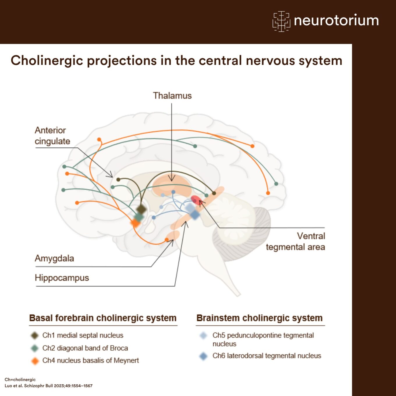 Brain diagram showing cholinergic pathways originating from basal forebrain and brainstem nuclei and projecting to cortical and subcortical regions