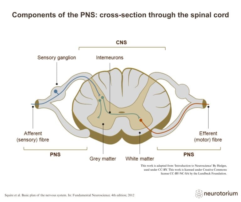 Components of the PNS