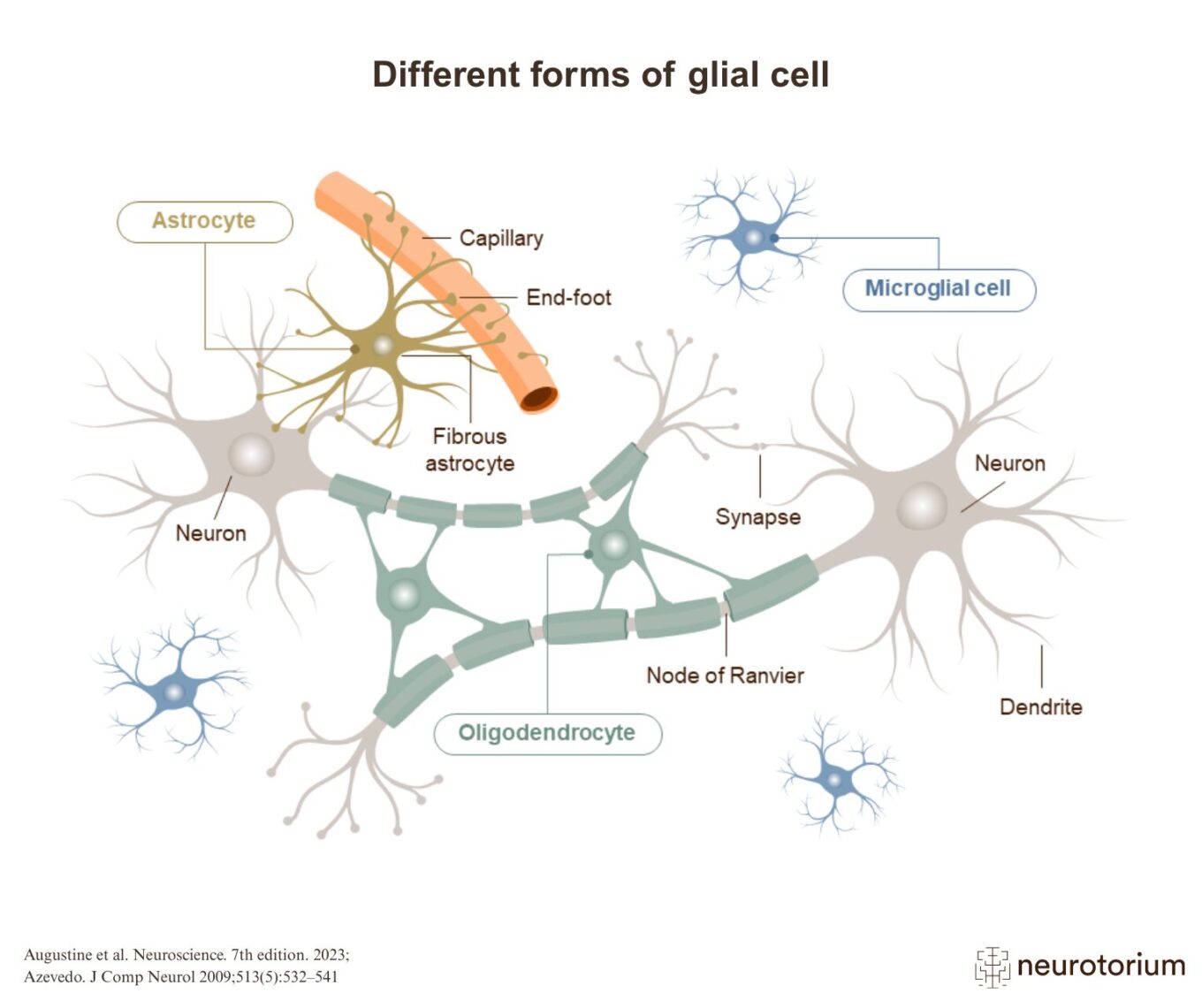 Different forms of glial cell