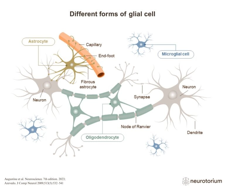 Different forms of glial cell