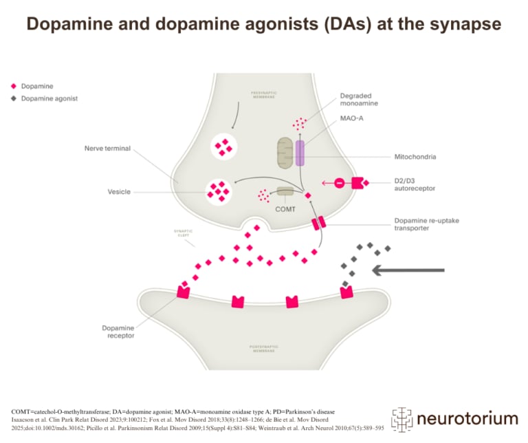 Synaptic illustration showing how dopamine and dopamine agonists activate dopamine receptors in Parkinson’s disease treatment