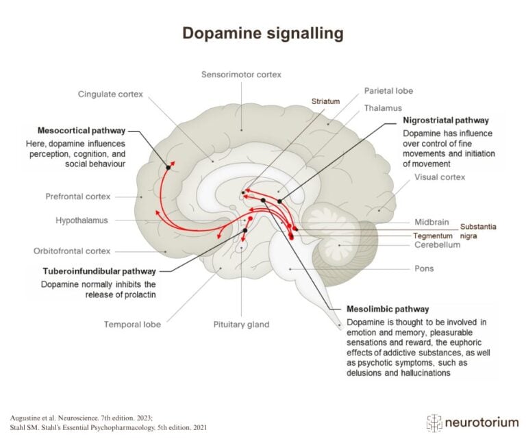 Dopamine signalling in the human brain, sagittal section