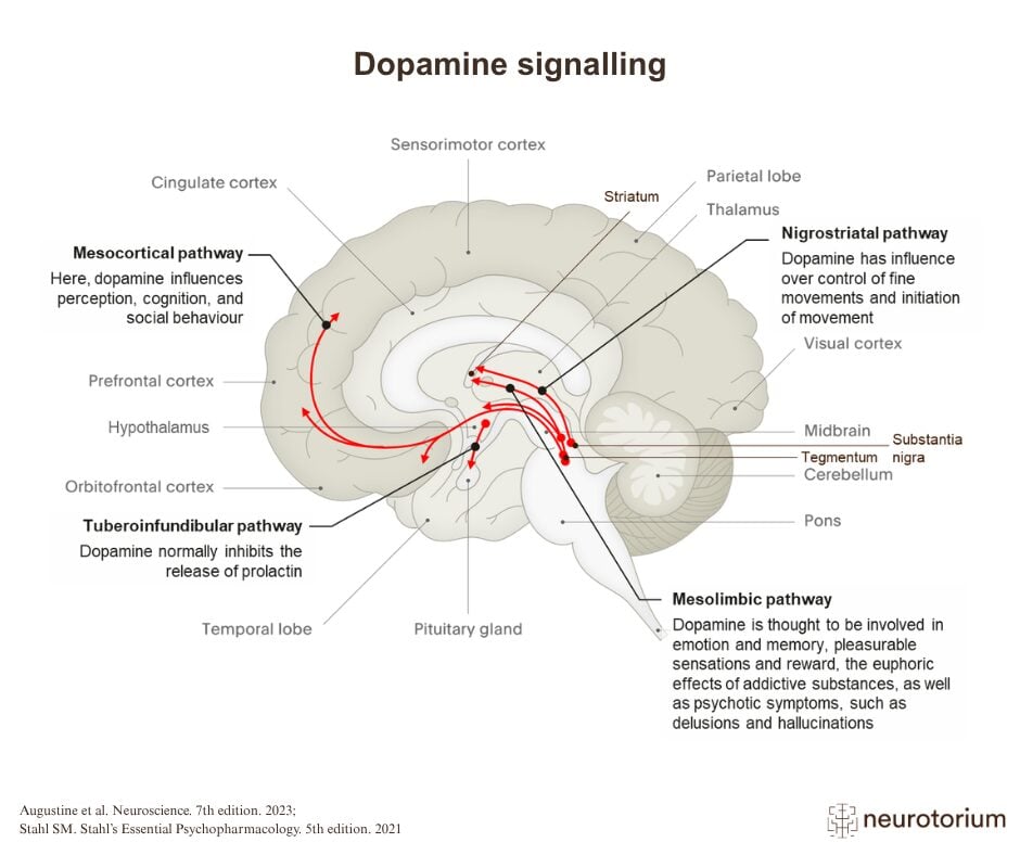 Dopamine signalling in the human brain, sagittal section