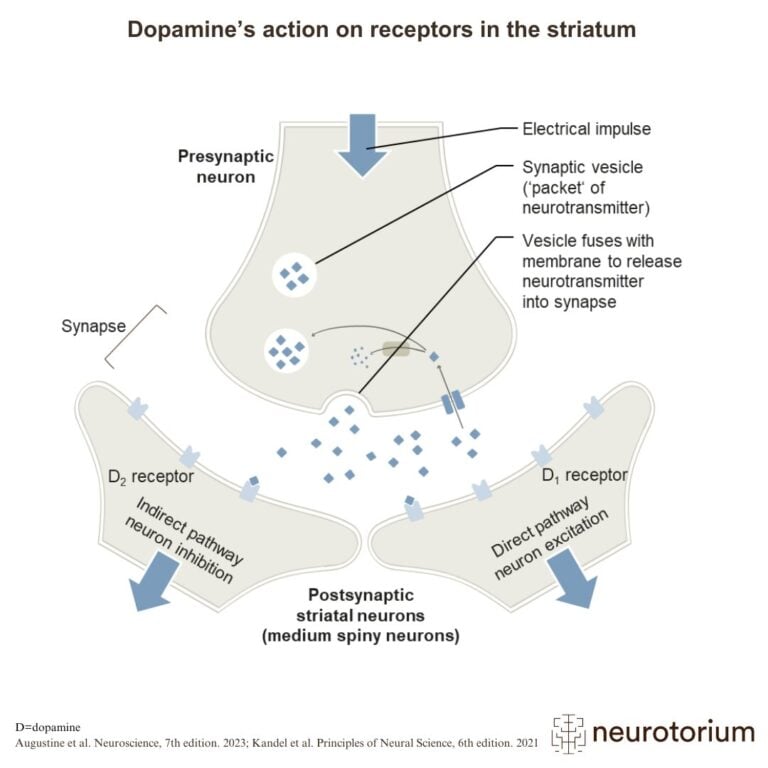 Illustration of dopamine’s action on D1 and D2 receptors in the striatum, showing how it excites or inhibits motor pathways via postsynaptic neurons.