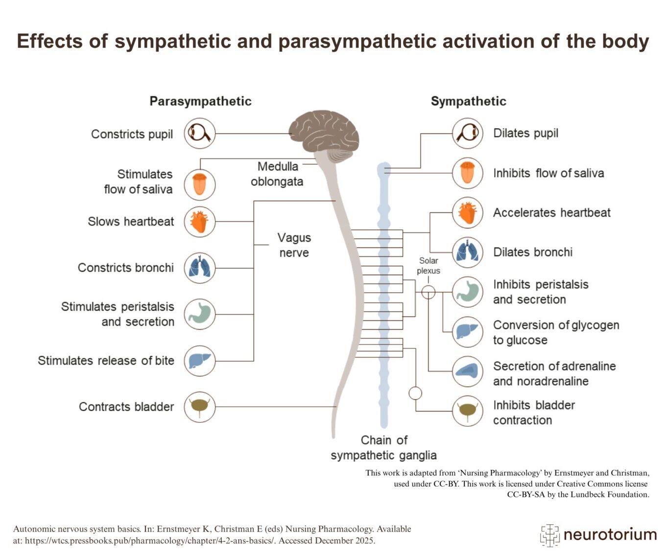 Effects of sympathetic and parasympathetic activation of the body