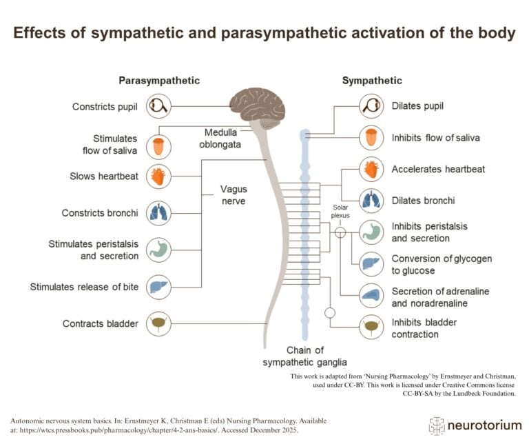 Effects of sympathetic and parasympathetic activation of the body
