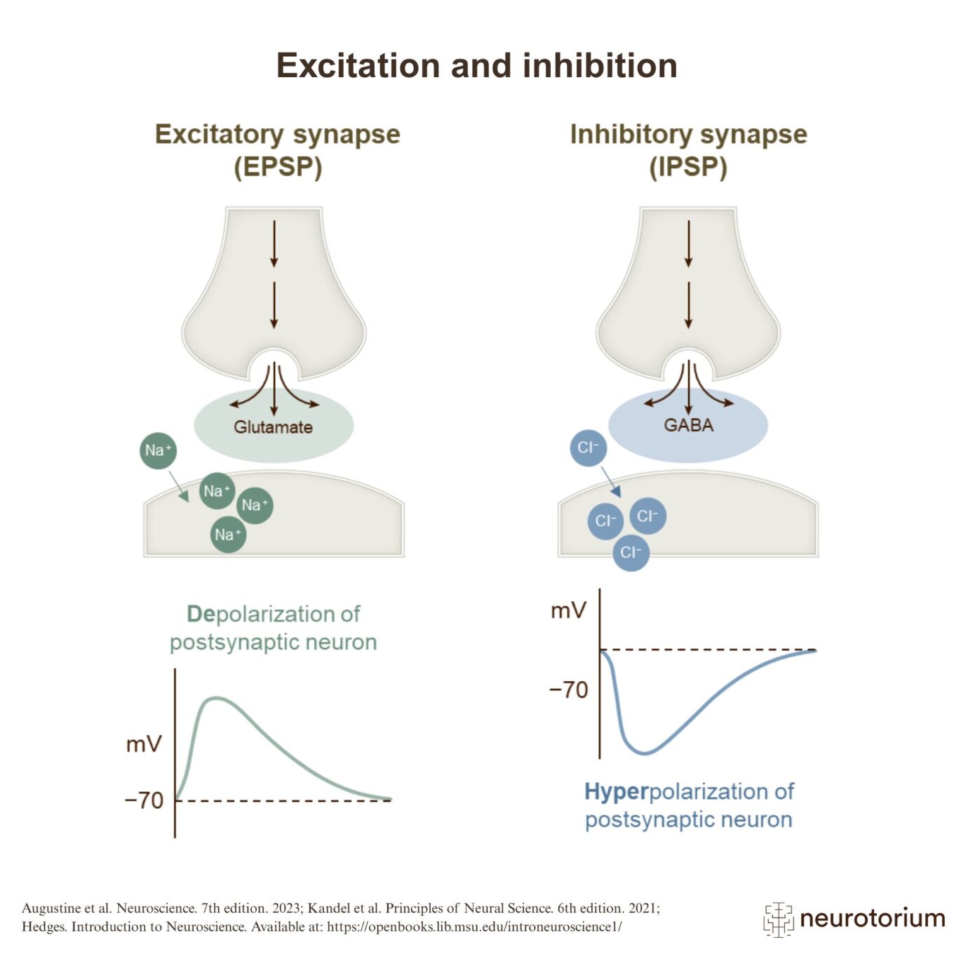 Excitation and inhibition