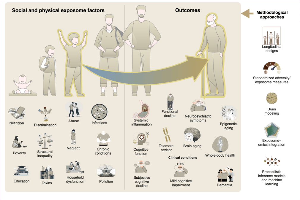 The physical and social exposome in brain health and dementia across the lifespan