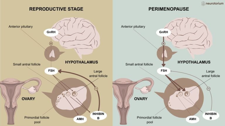 Figure illustrating endocrine changes during perimenopause