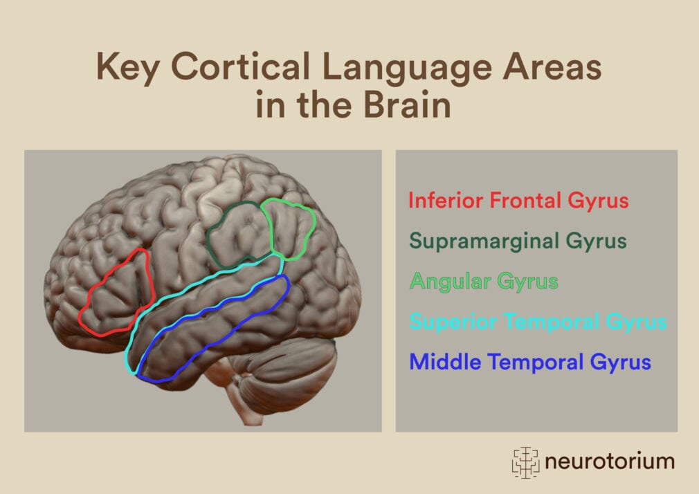 language areas-in-the-brain-