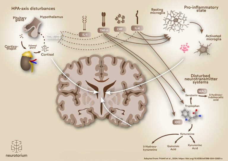 Infographic of immune activation in the brain, focusing on the HPA axis, cytokines, microglia, and disturbances in serotonin and kynurenine metabolism.