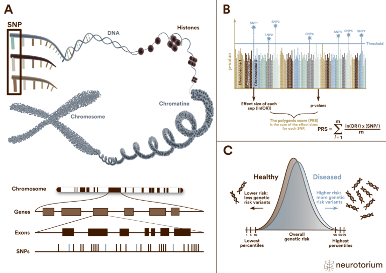 Single nucleotide polymorphisms (SNPs), Polygenic risk scores (PRS) and their distribution