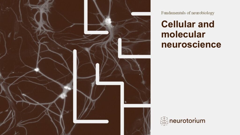 Slide introducing cellular and molecular neuroscience slide deck.