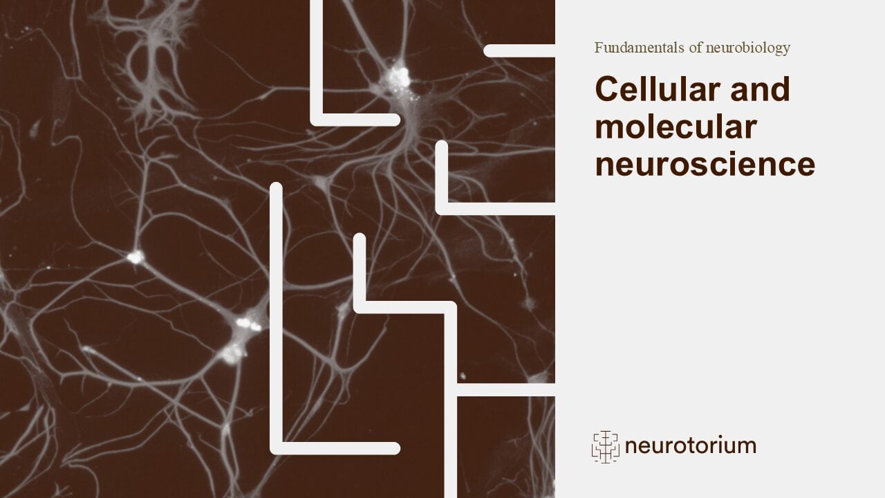 Slide introducing cellular and molecular neuroscience slide deck.