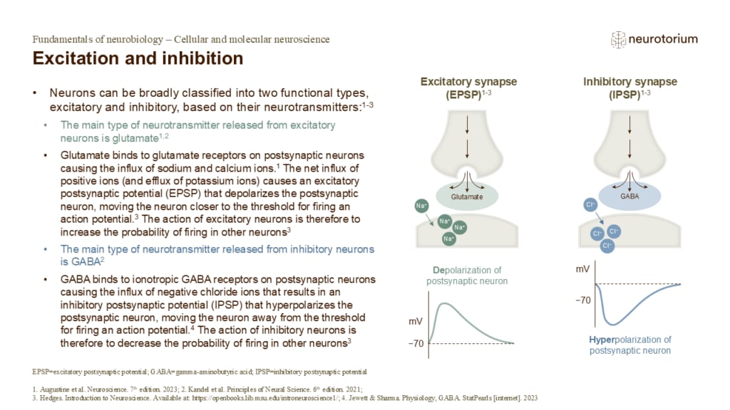 Slide showing excitatory and inhibitory synapses, illustrating how neurotransmitters cause depolarization or hyperpolarization of the postsynaptic neuron.