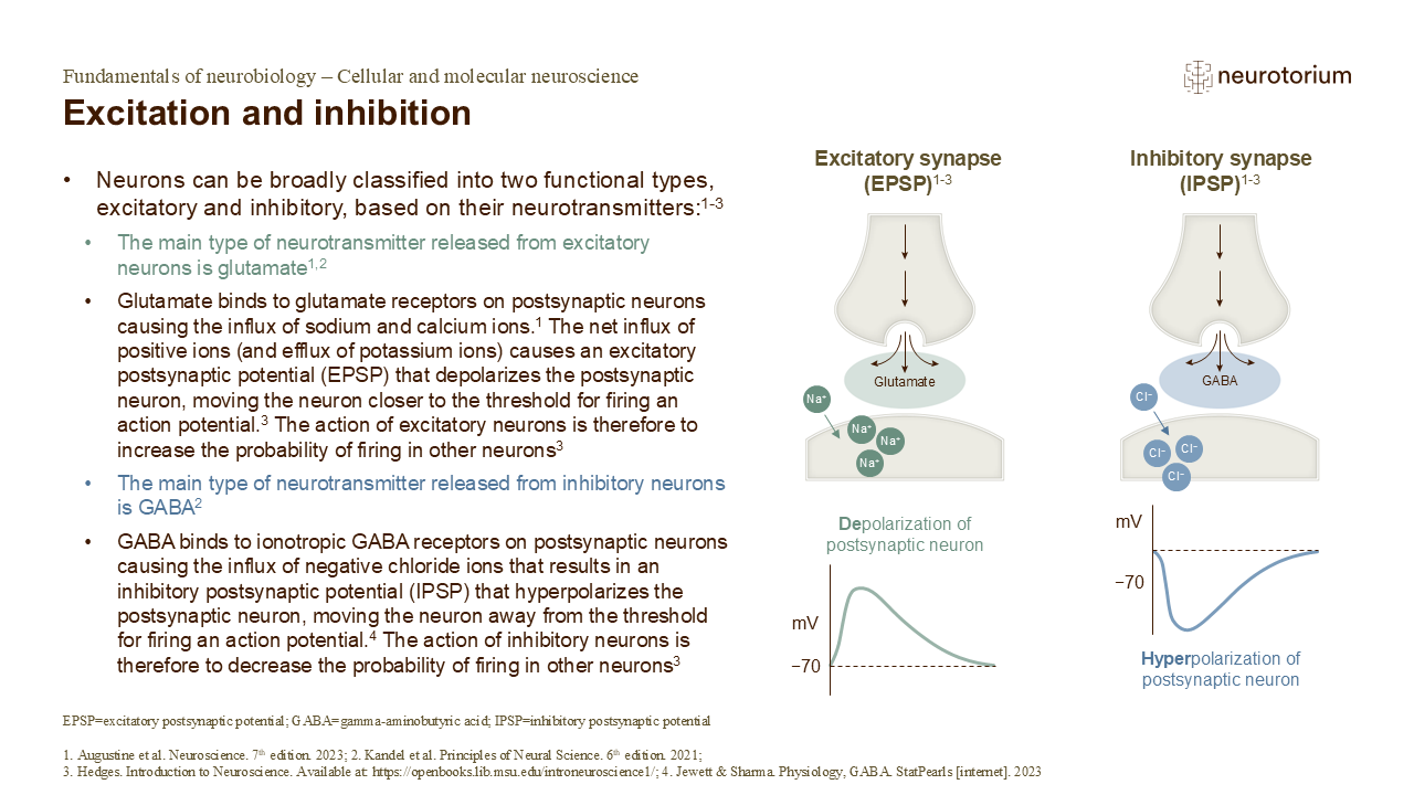 Slide showing excitatory and inhibitory synapses, illustrating how neurotransmitters cause depolarization or hyperpolarization of the postsynaptic neuron.