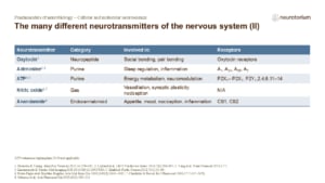 Slide showing additional neurotransmitters (oxytocin, adenosine, ATP, nitric oxide, anandamide) with their functions and receptor types.